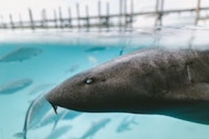 Nurse Shark